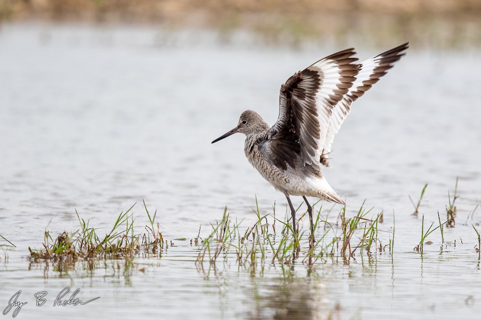 Willet (Western) - ML226748081