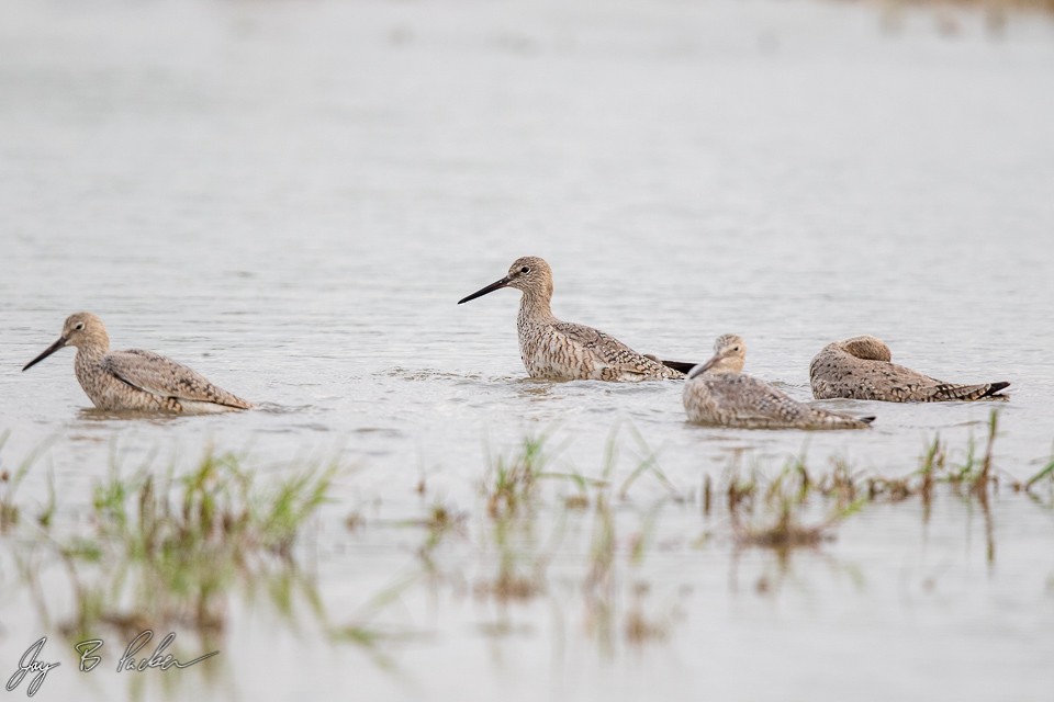 Willet (Western) - ML226748091