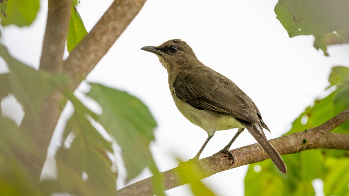 Black-billed Thrush - ML226748781