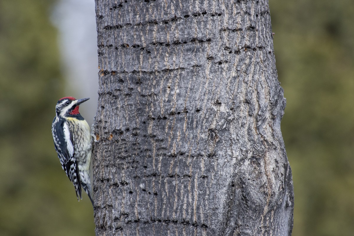 Yellow-bellied Sapsucker - Brent Young