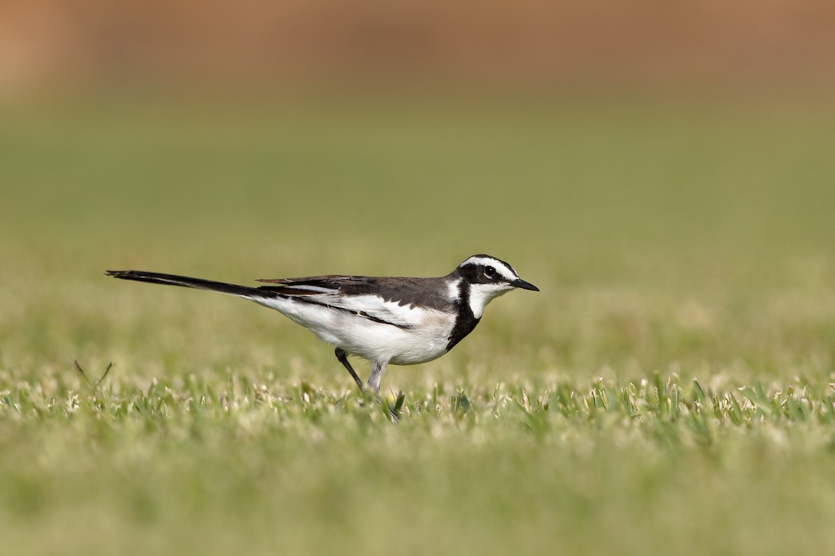 African Pied Wagtail - ML226749931