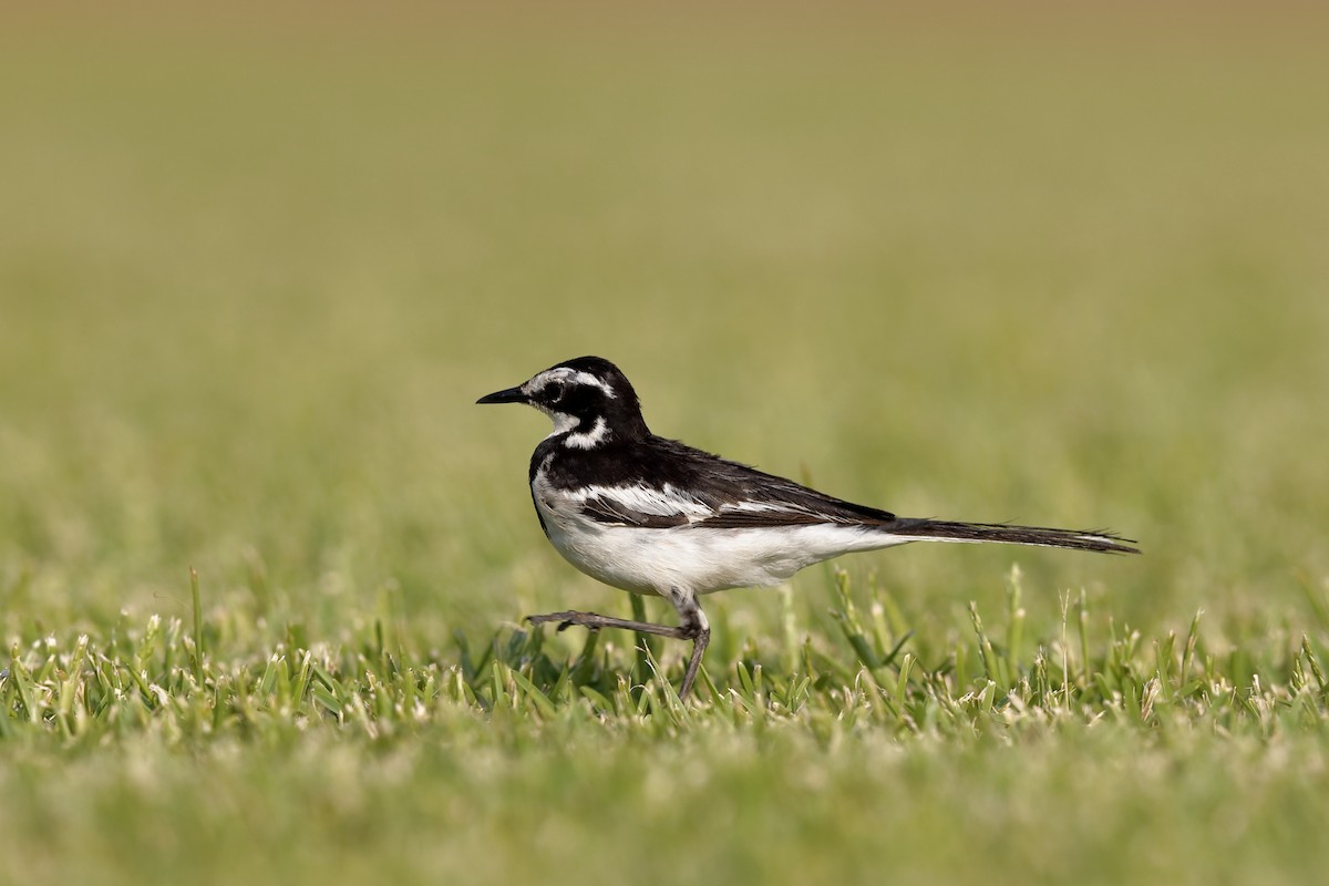 African Pied Wagtail - ML226749941