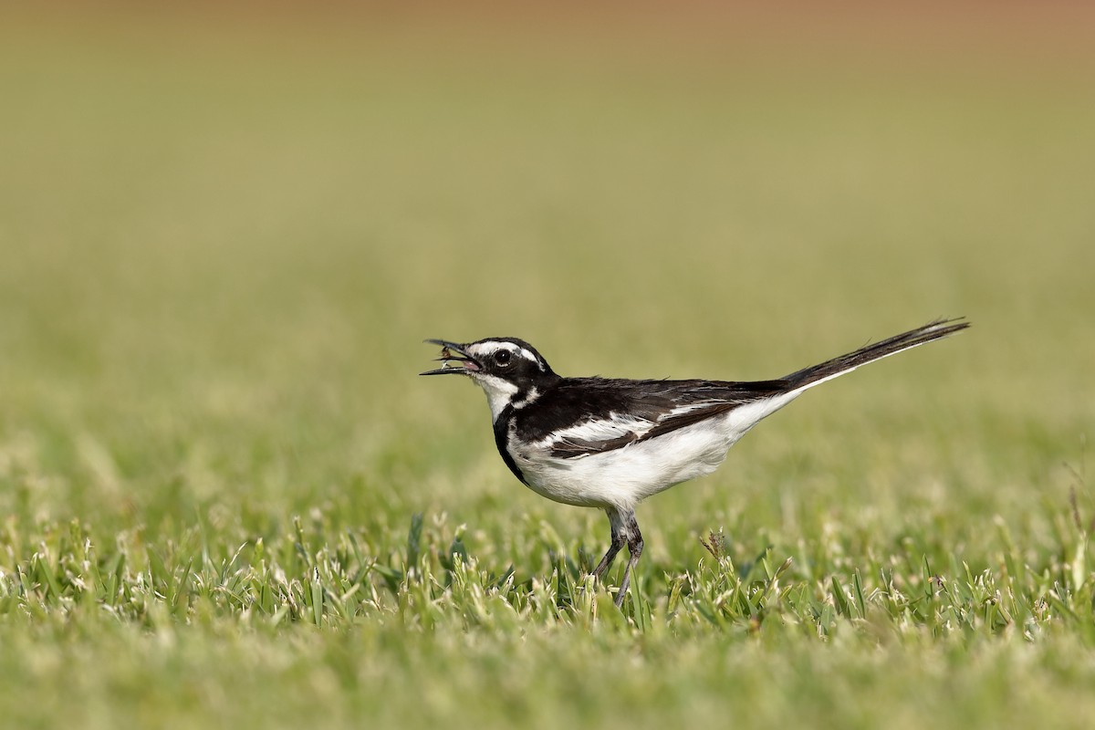 African Pied Wagtail - ML226749951