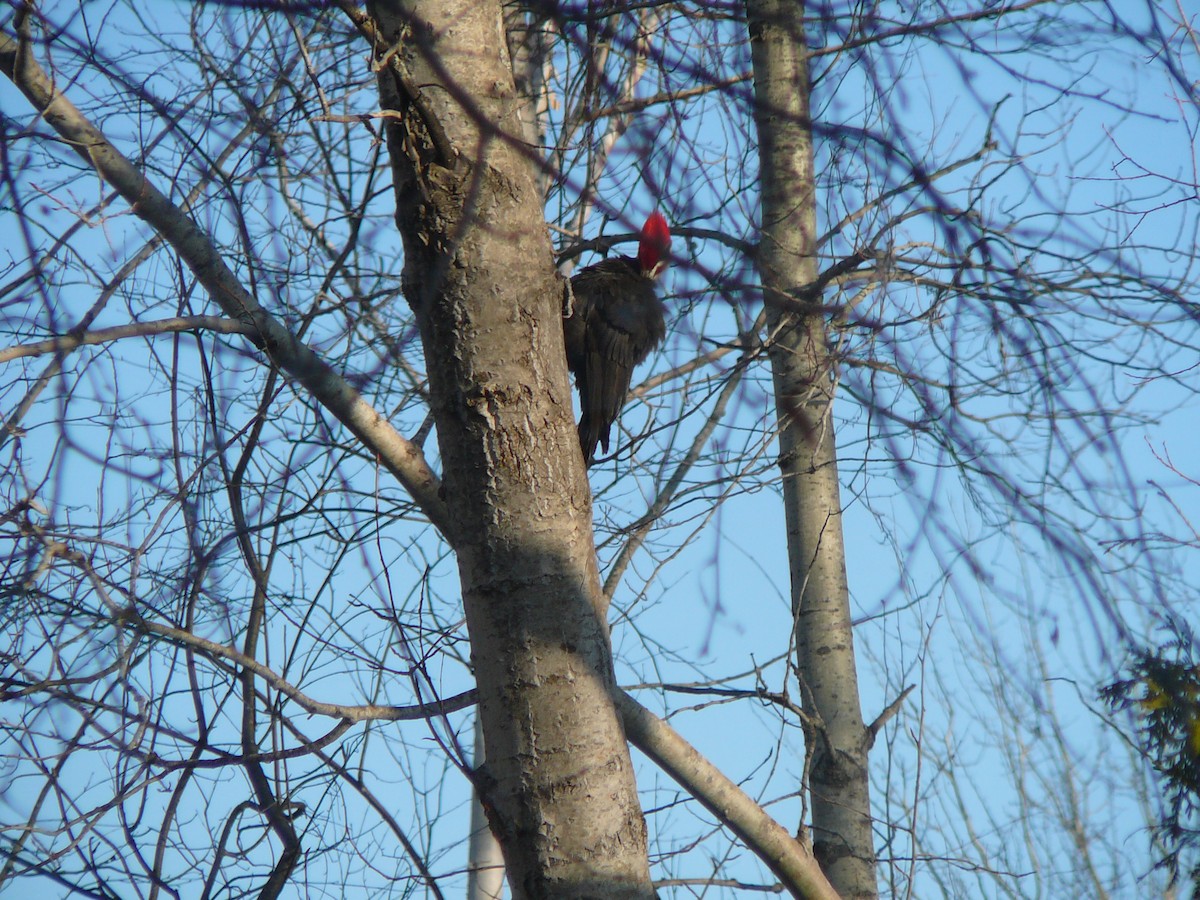 Pileated Woodpecker - ML226750221