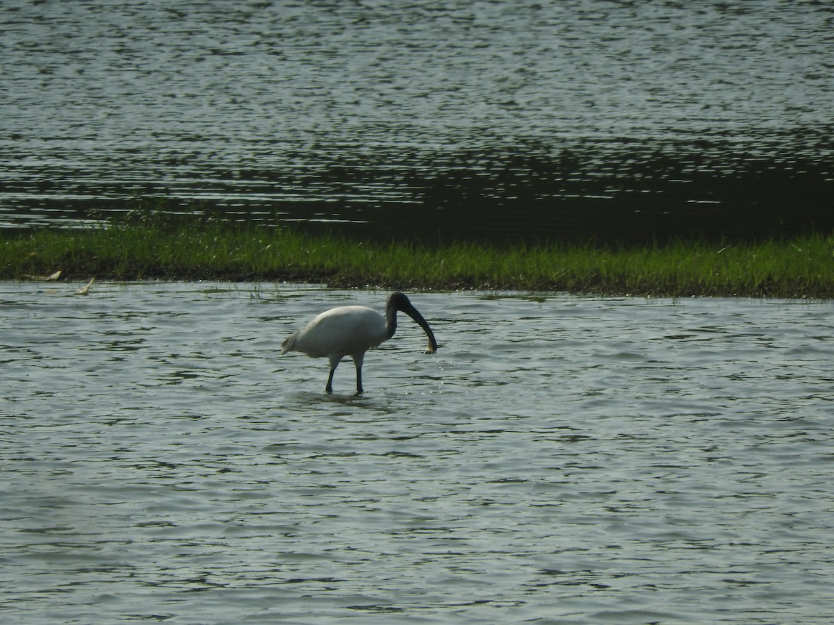 Black-headed Ibis - ML226750711