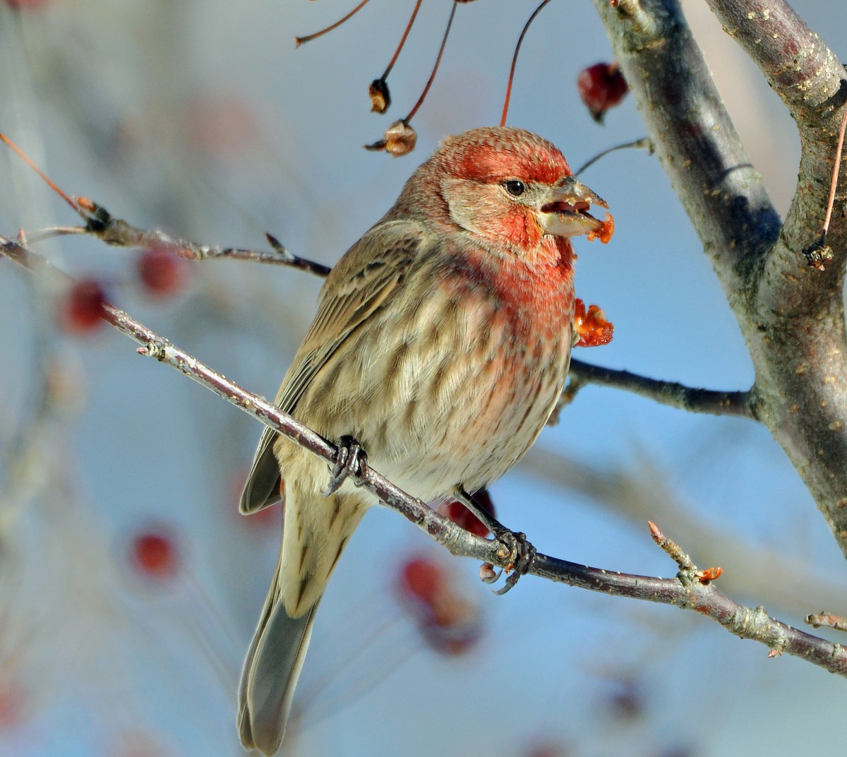 House Finch - ML22675091