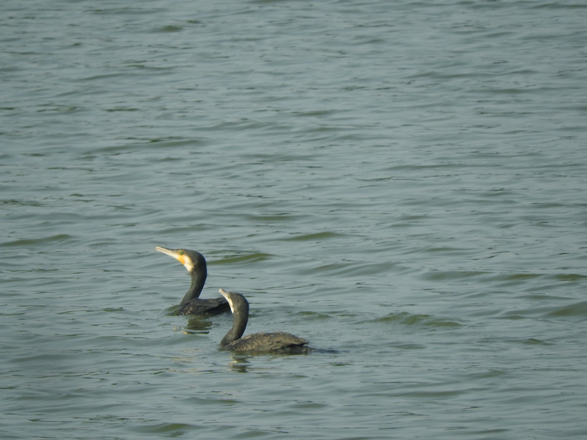 Indian Cormorant - ML226750951