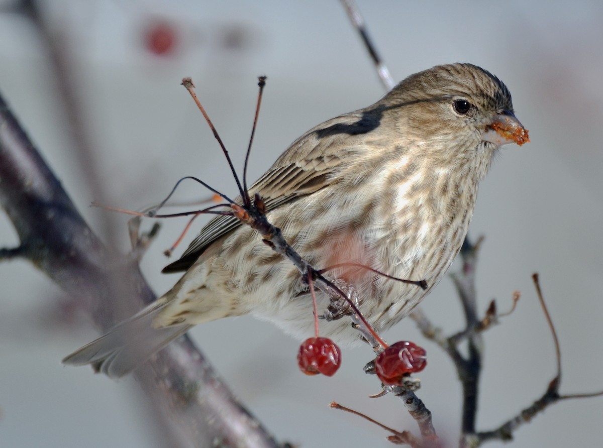 House Finch - ML22675101