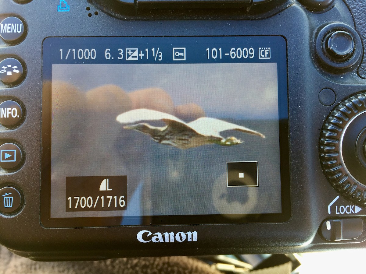 American Bittern - ML226751241