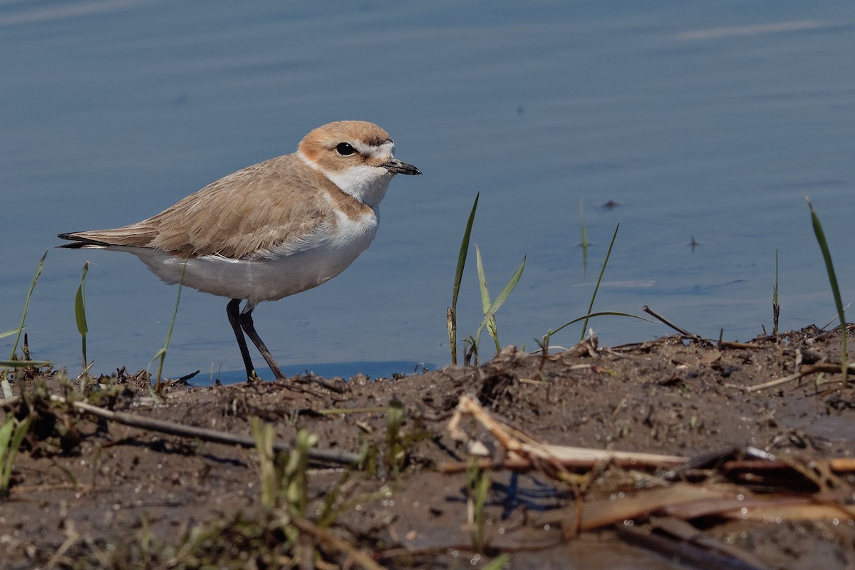 Kentish Plover (Kentish) - Vincent Wang