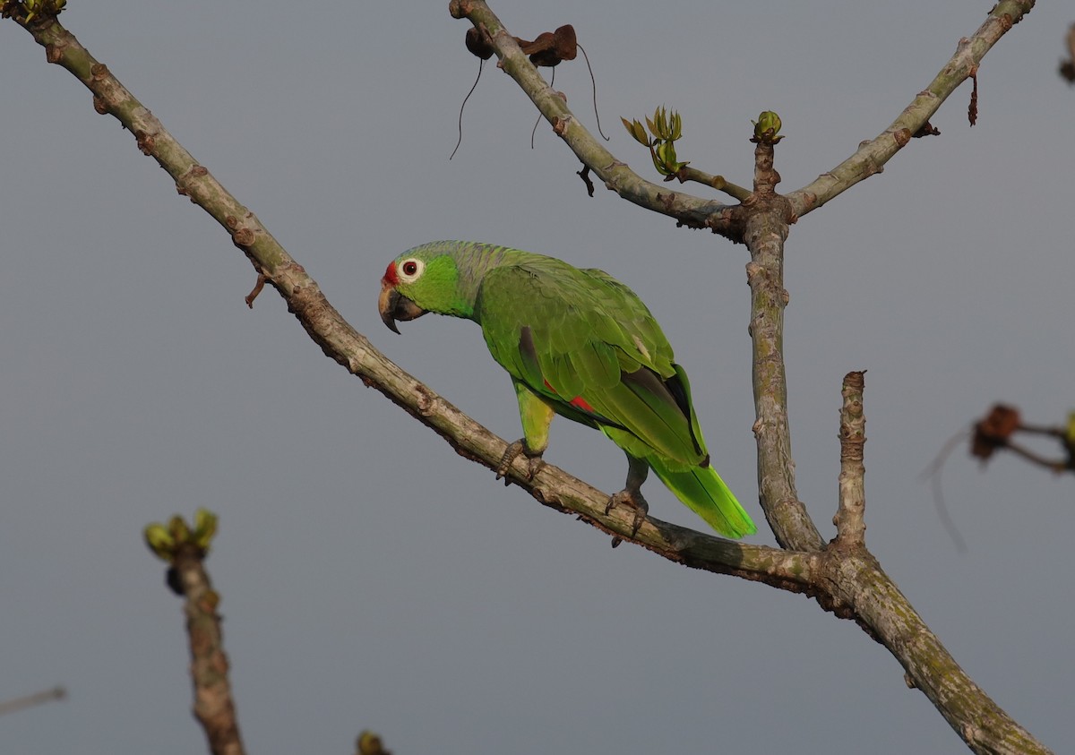 Red-lored Parrot - Jonathan Slifkin