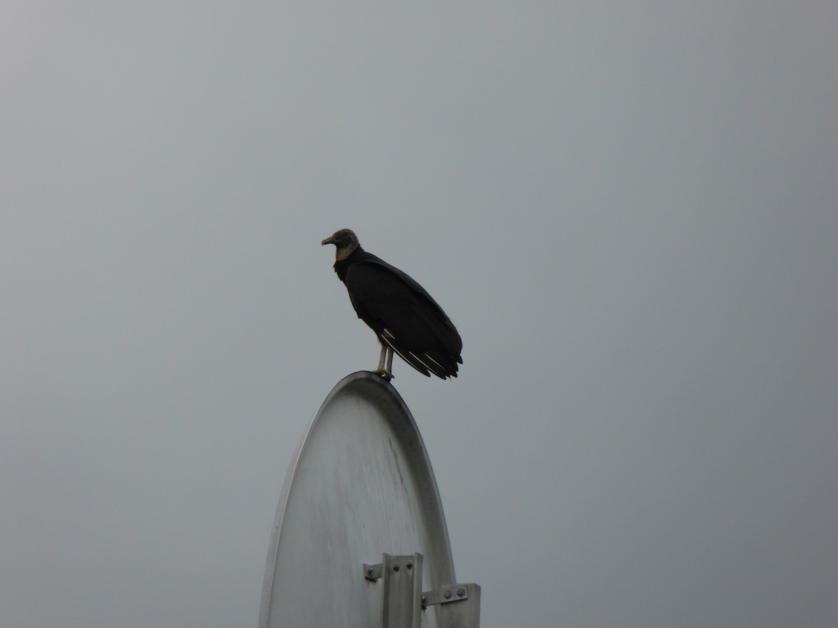 Black Vulture - ML226758911