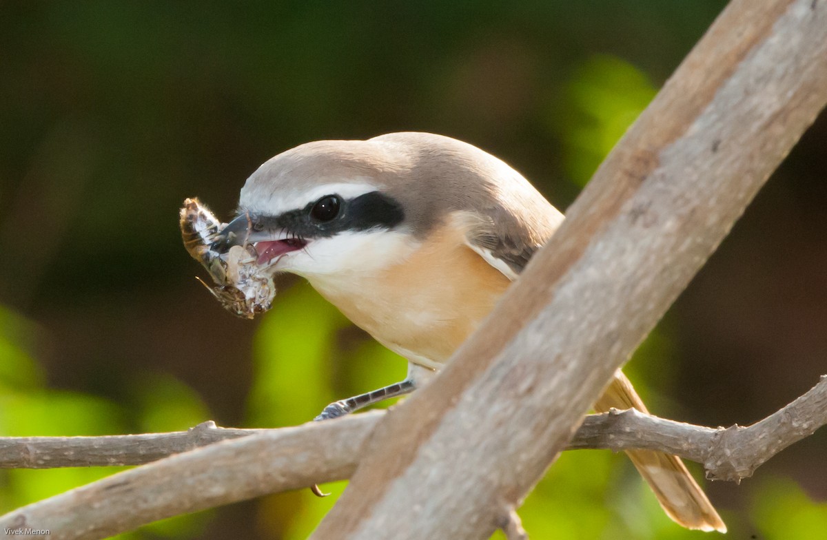 Brown Shrike - ML226761531