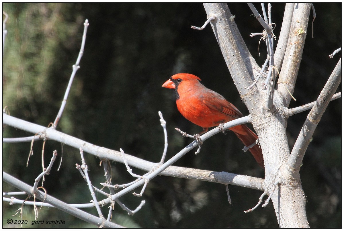 Northern Cardinal - Gord Schirlie