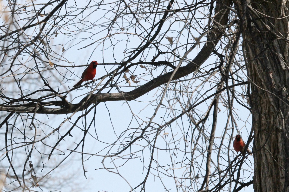 Northern Cardinal - Gord Schirlie