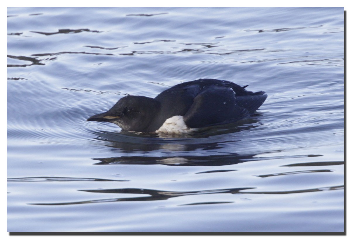 Thick-billed Murre - Patrick Boez