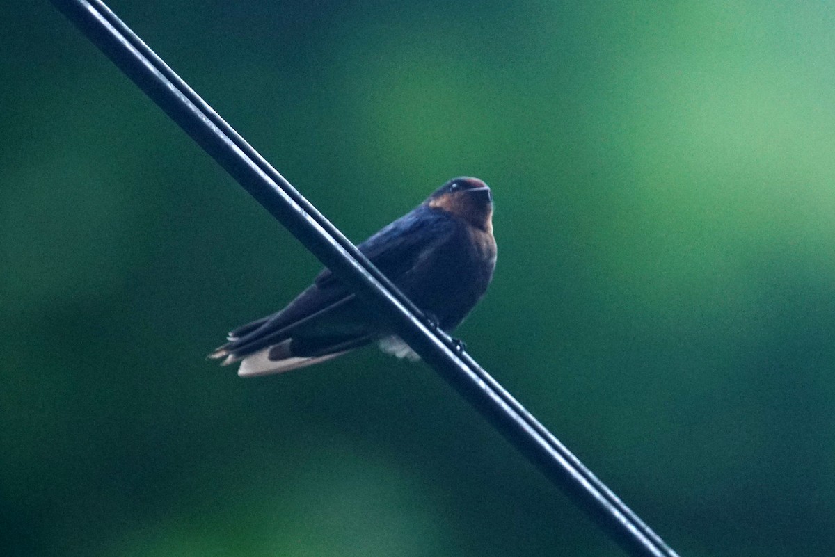 Pacific Swallow - Mike Pennington