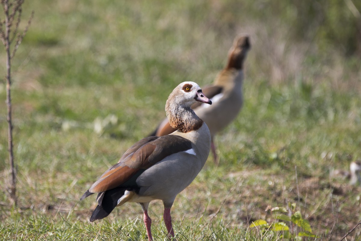 Egyptian Goose - ML226765871