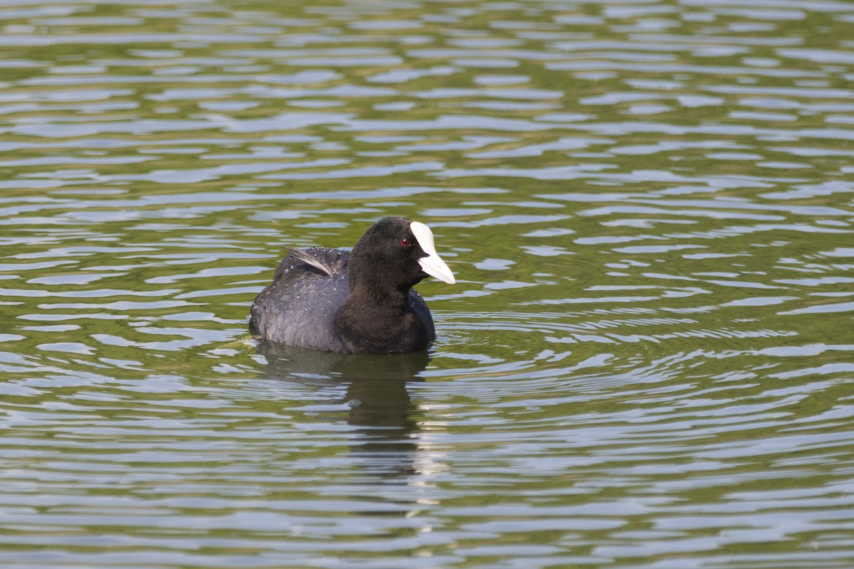 Eurasian Coot - ML226766481