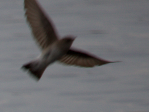 Northern Rough-winged Swallow - ML226766641