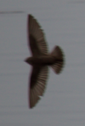 Northern Rough-winged Swallow - ML226766711