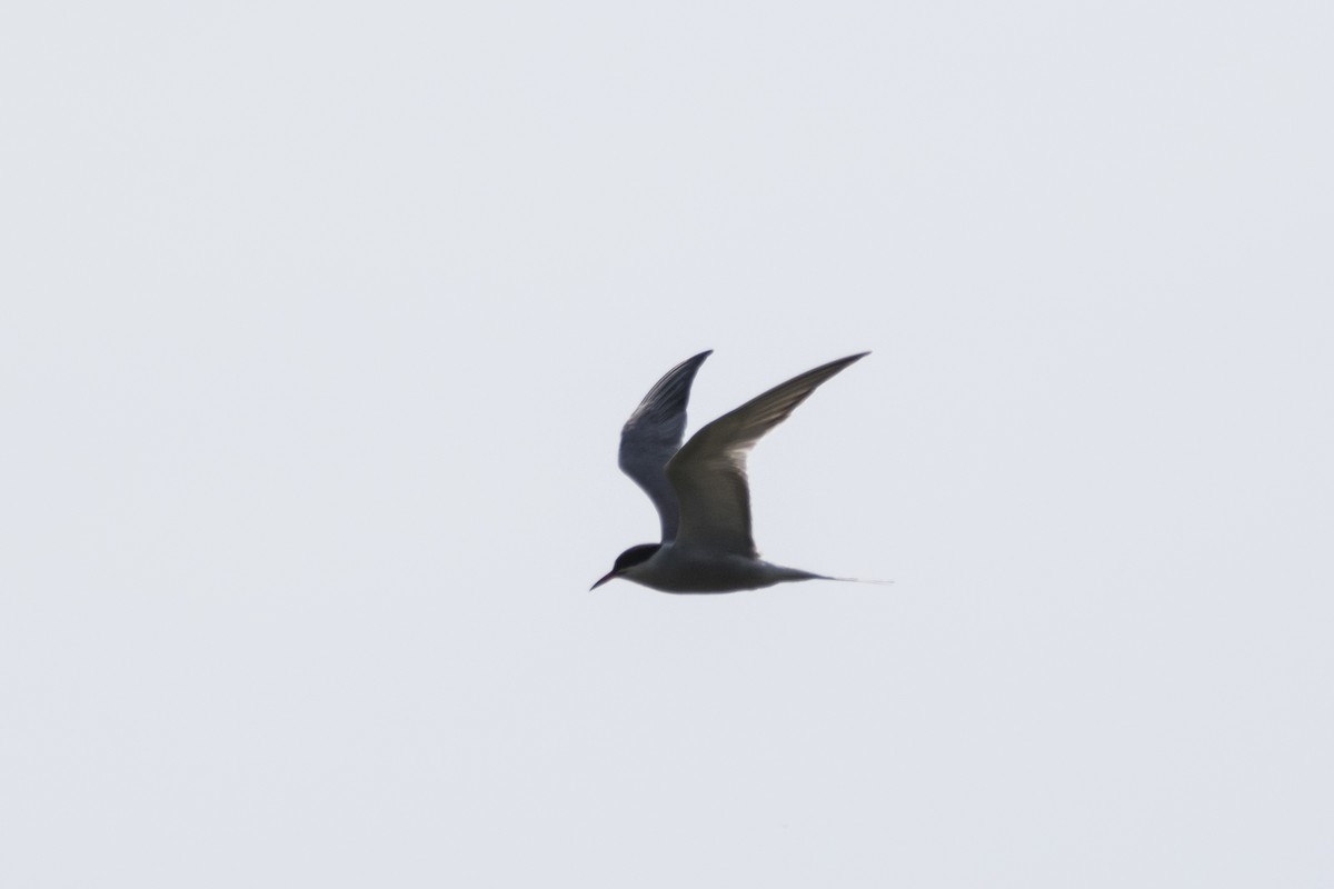 Common Tern - ML226766791