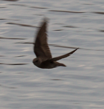 Northern Rough-winged Swallow - ML226766971