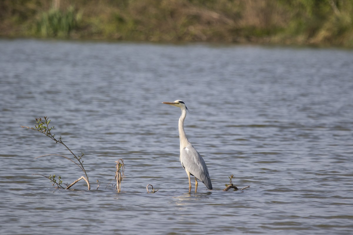 Gray Heron - ML226767131