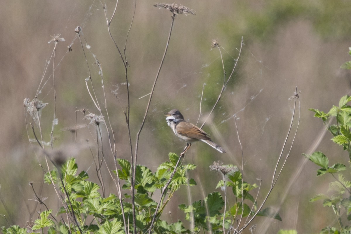 Greater Whitethroat - ML226767391