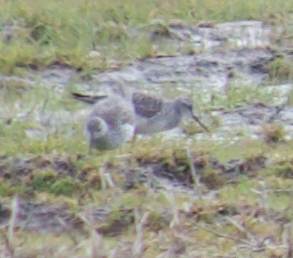 Lesser Yellowlegs - ML226767551