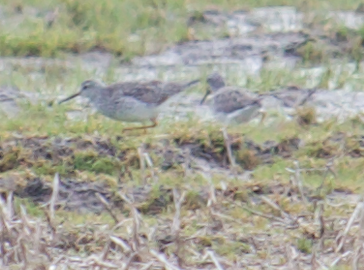 Lesser Yellowlegs - ML226767561