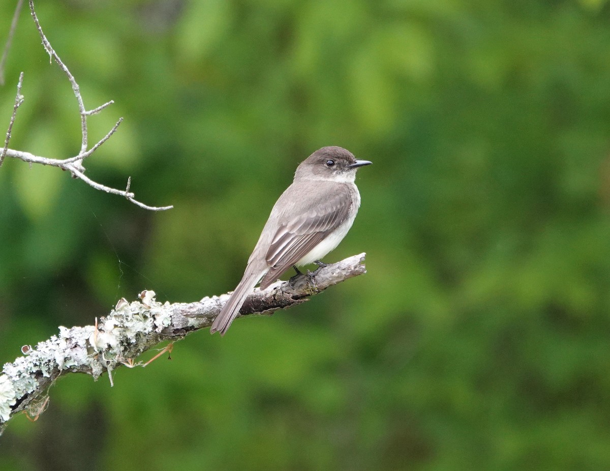 Eastern Phoebe - ML226768111