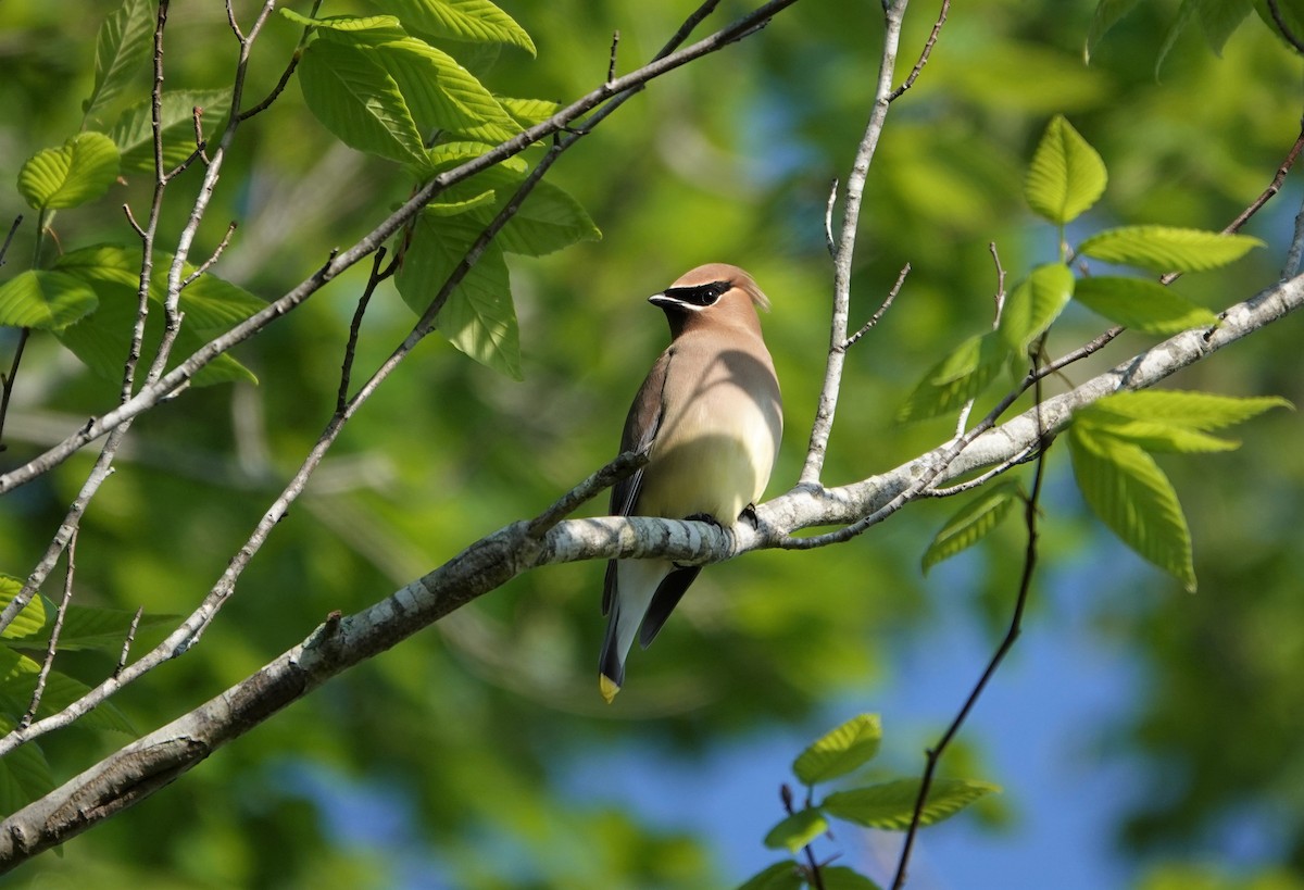 Cedar Waxwing - ML226768221