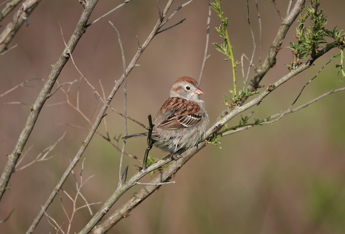 Field Sparrow - ML226768411