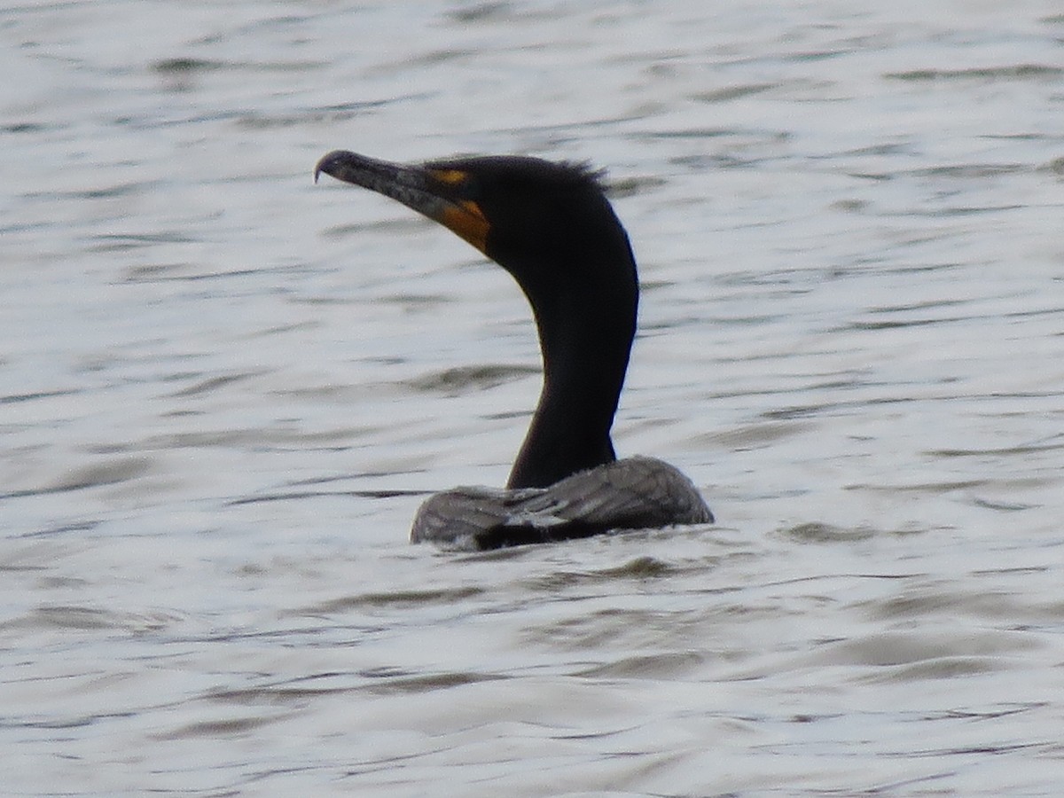 Double-crested Cormorant - Dick Hoopes