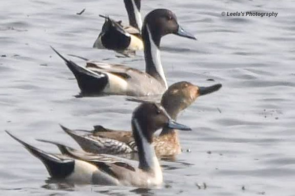 Northern Pintail - ML226770241