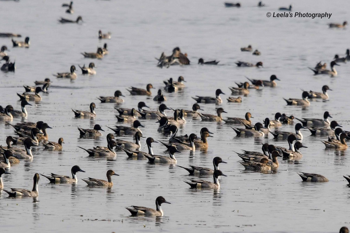 Northern Pintail - ML226770271