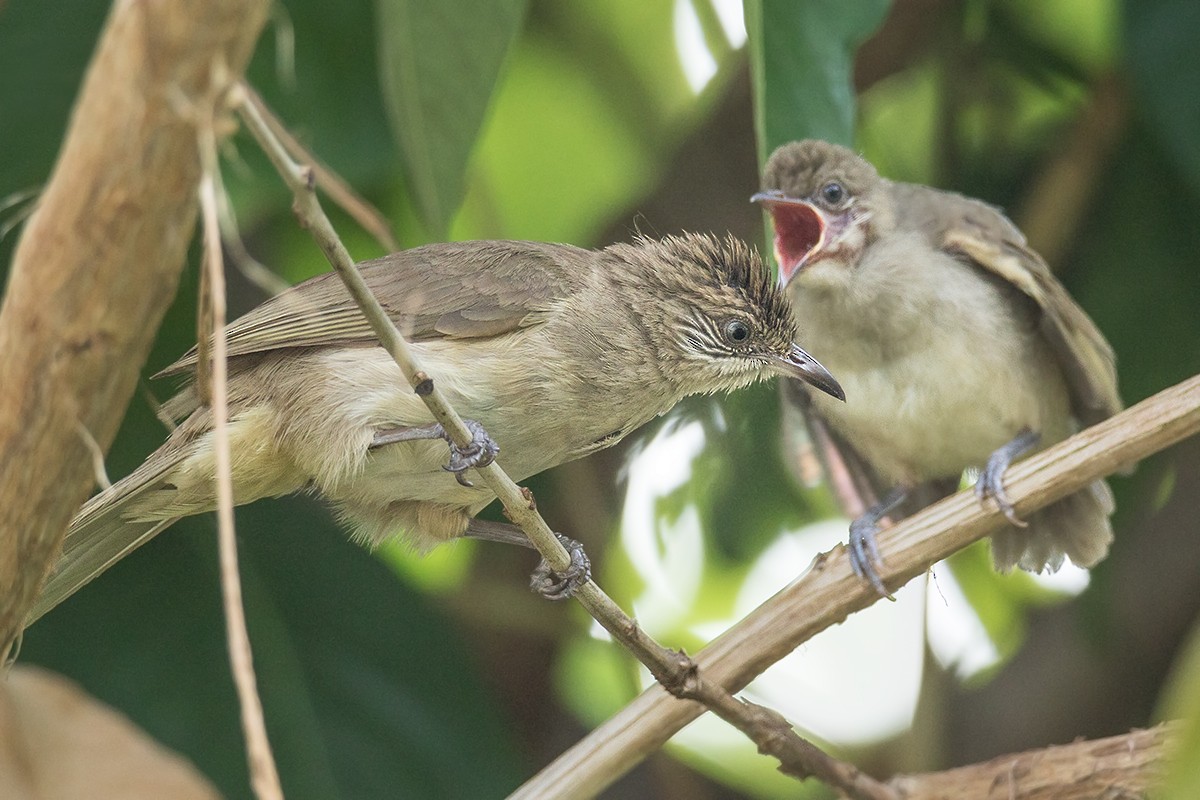 Streak-eared Bulbul - ML226771081