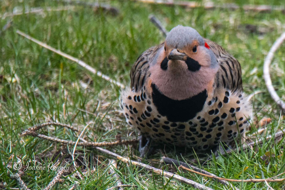 Northern Flicker - Joanne Ranney