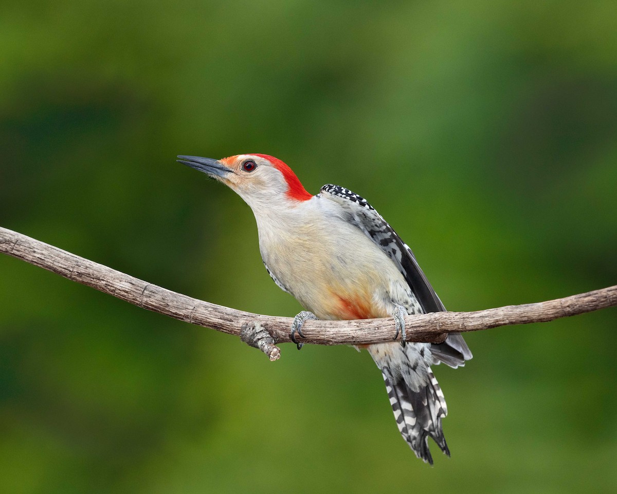 Red-bellied Woodpecker - Bill Tynan