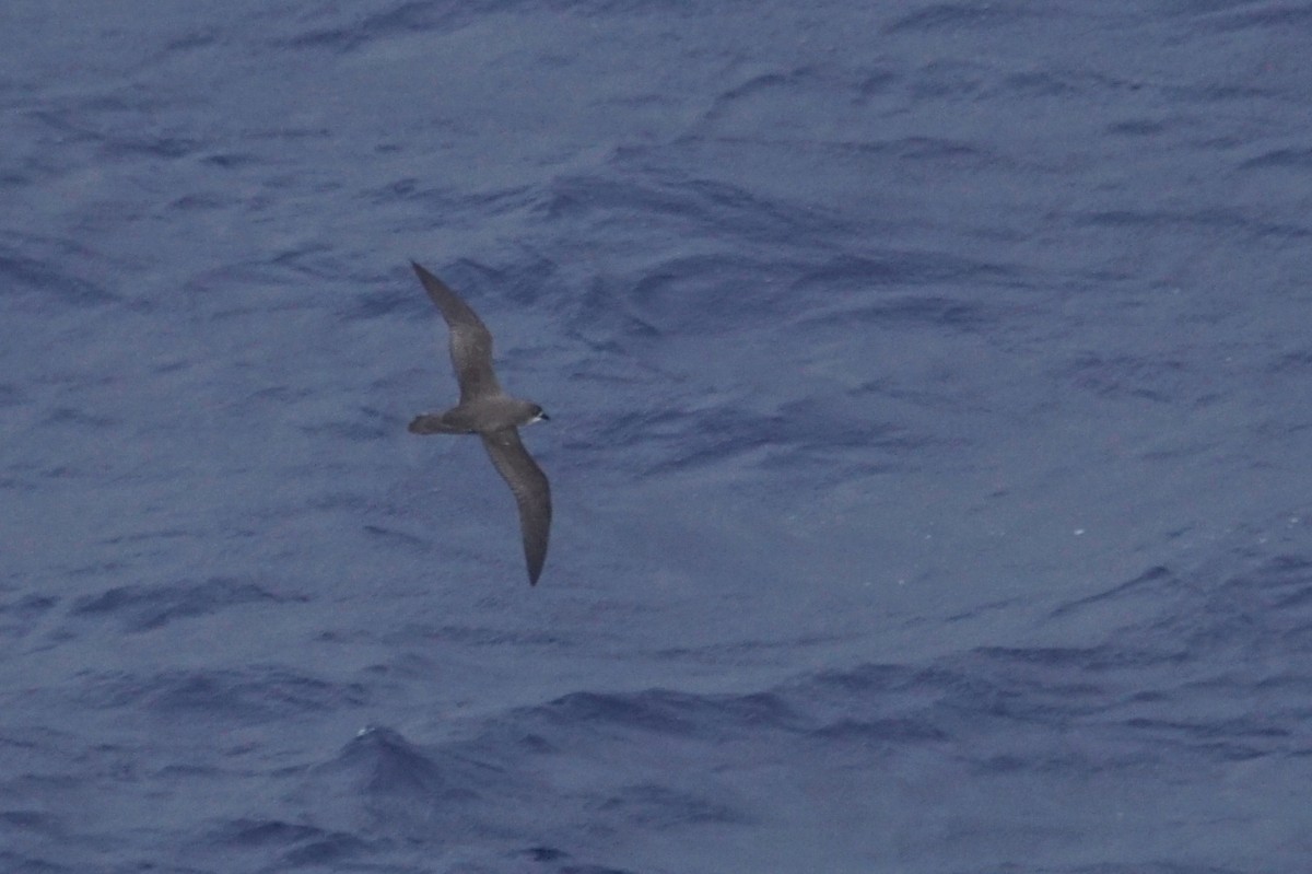 Herald Petrel - Mike Pennington