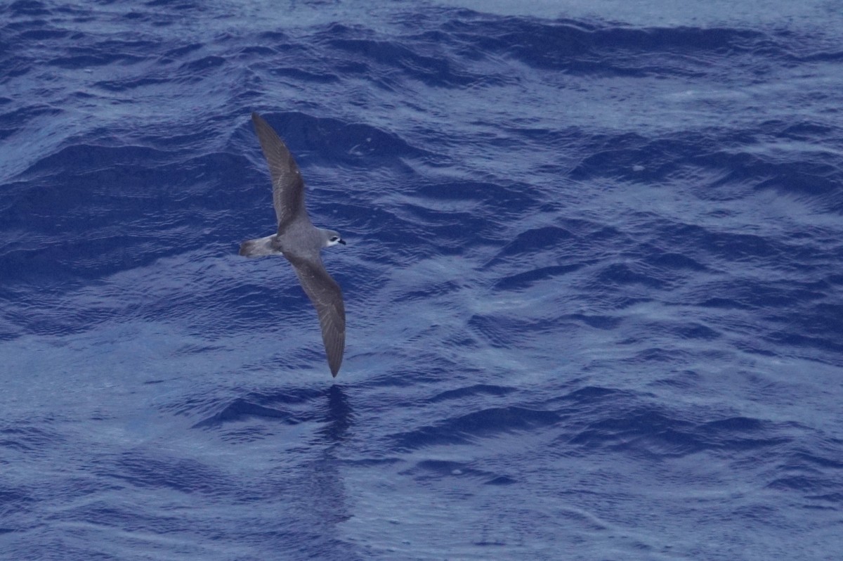 Black-winged Petrel - Mike Pennington