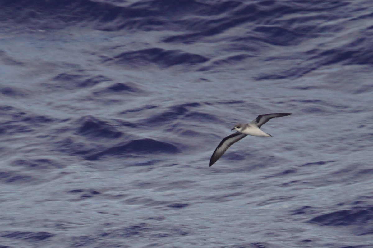 Black-winged Petrel - ML226772271
