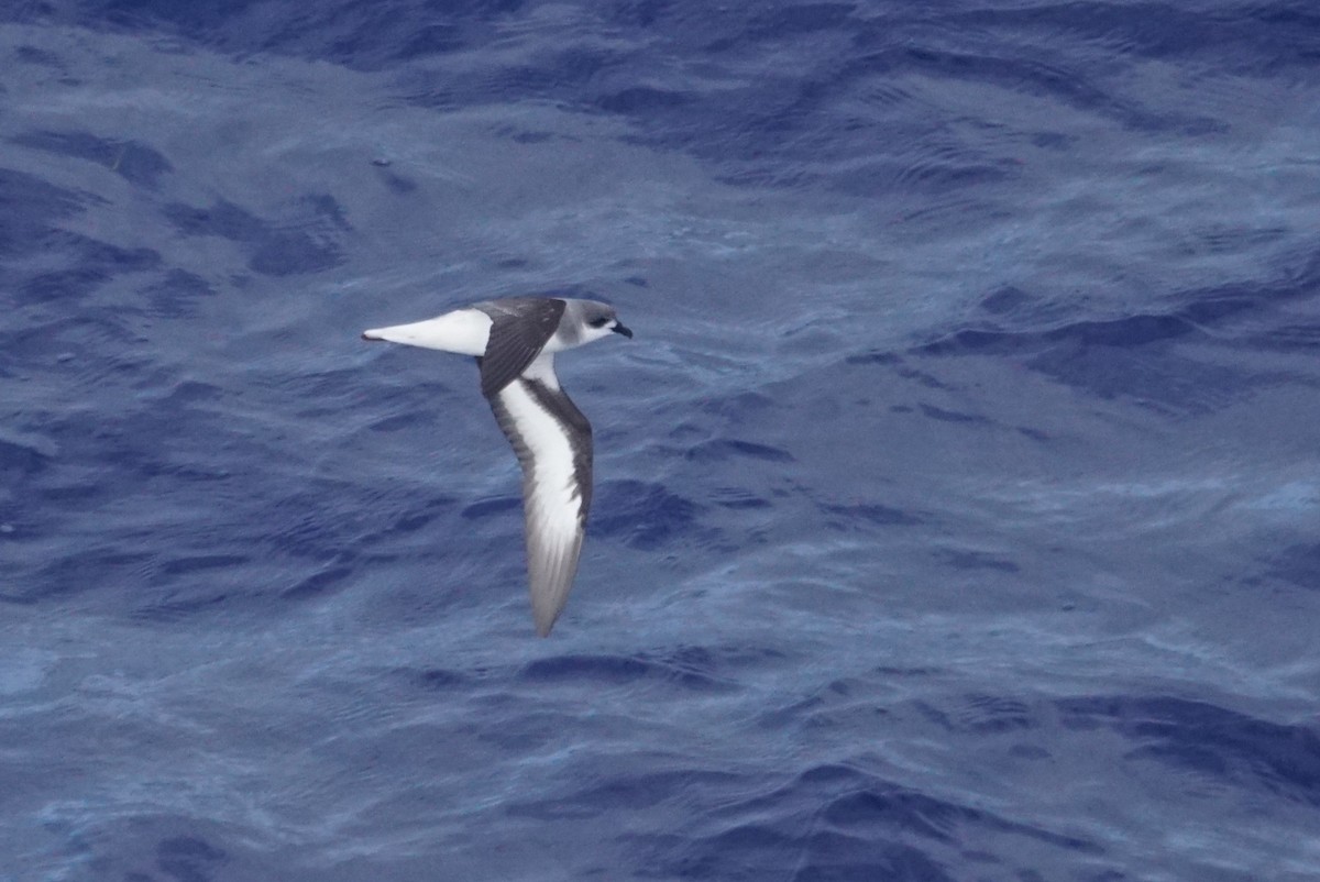 Black-winged Petrel - ML226772311