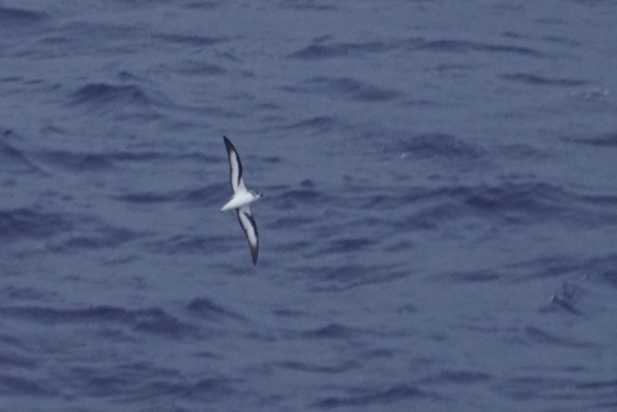 Black-winged Petrel - ML226772341