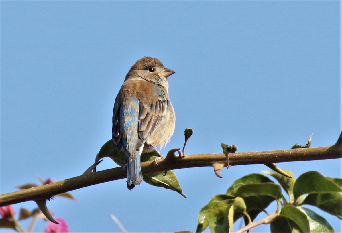 Indigo Bunting - ML226772521