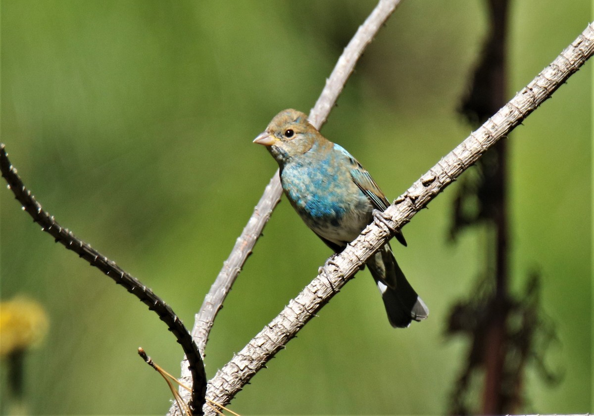 Indigo Bunting - ML226772621