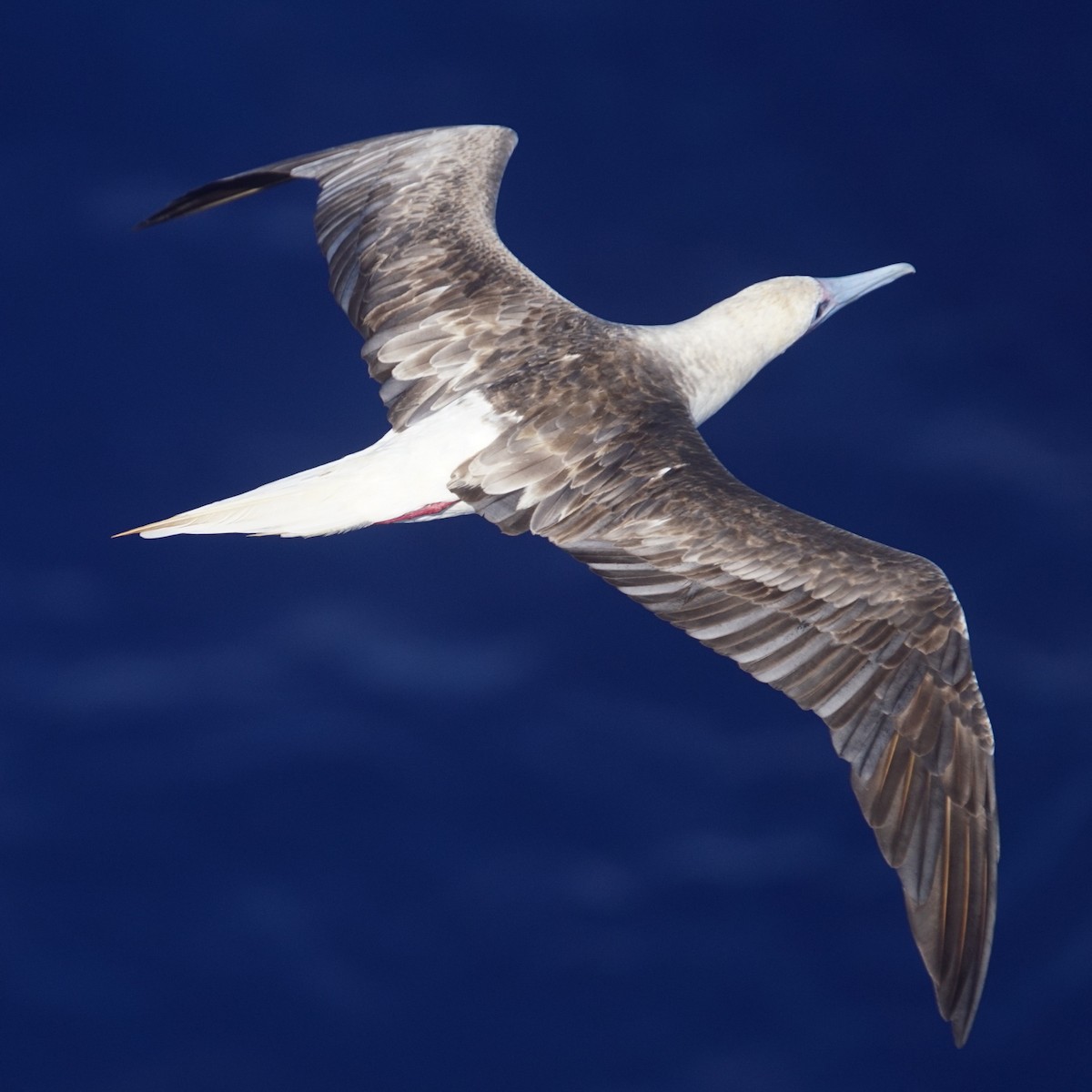 Red-footed Booby - Mike Pennington