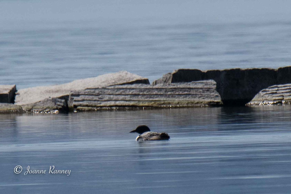 Common Loon - Joanne Ranney