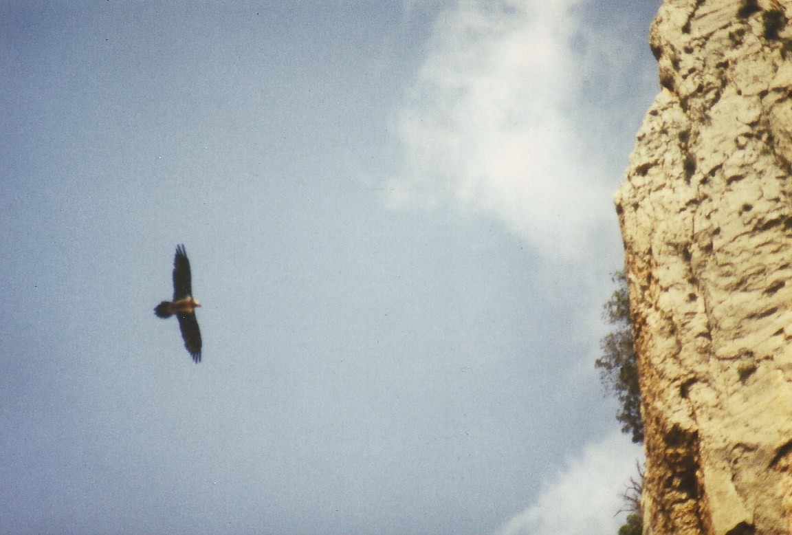 Bearded Vulture - ML226774411